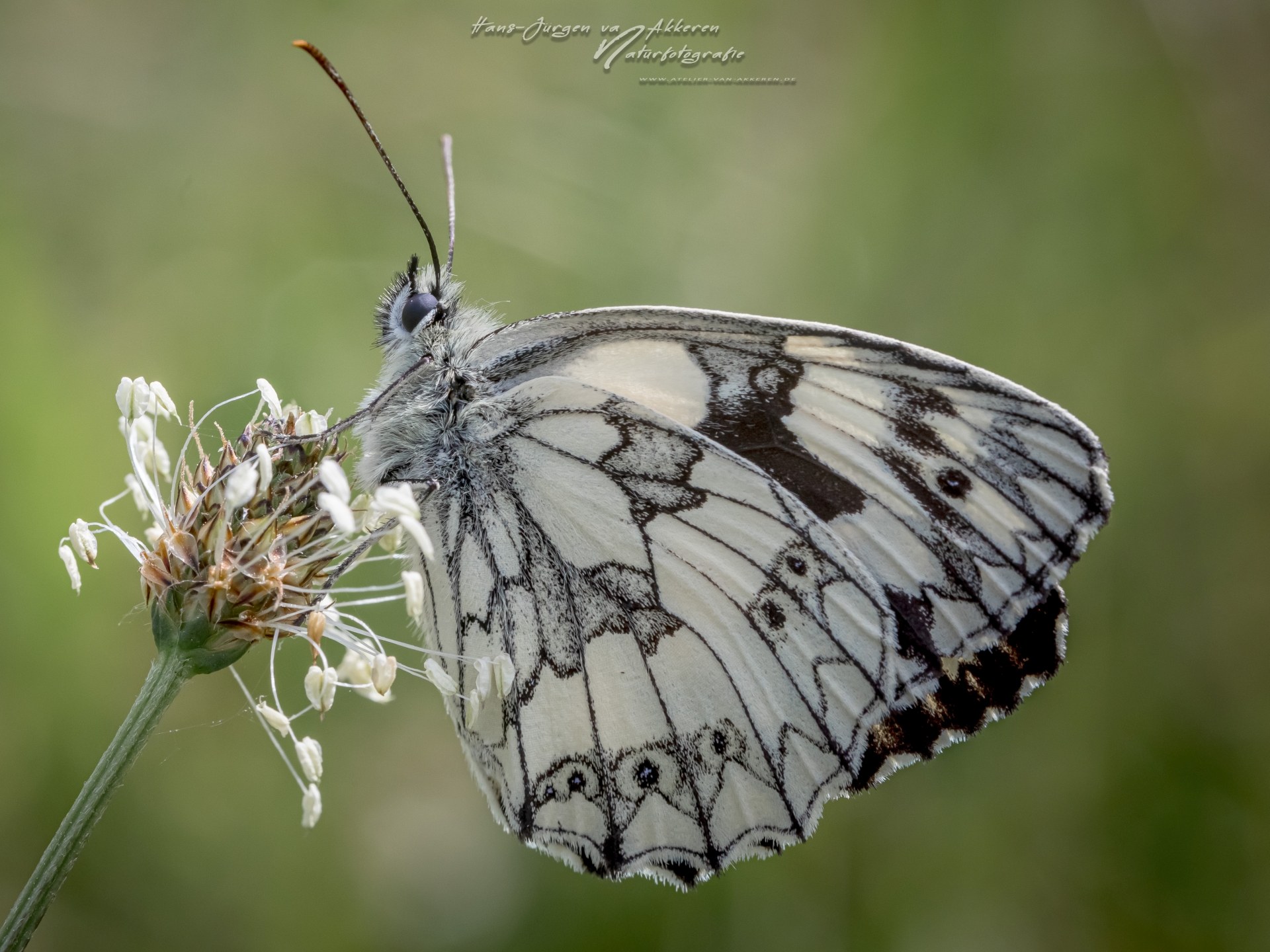 _DM45121 Schachbrett oder auch Damenbrett - Melanargia galathea